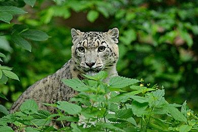 SE种田模拟新作《丰饶之星》性别选项出现“中性”